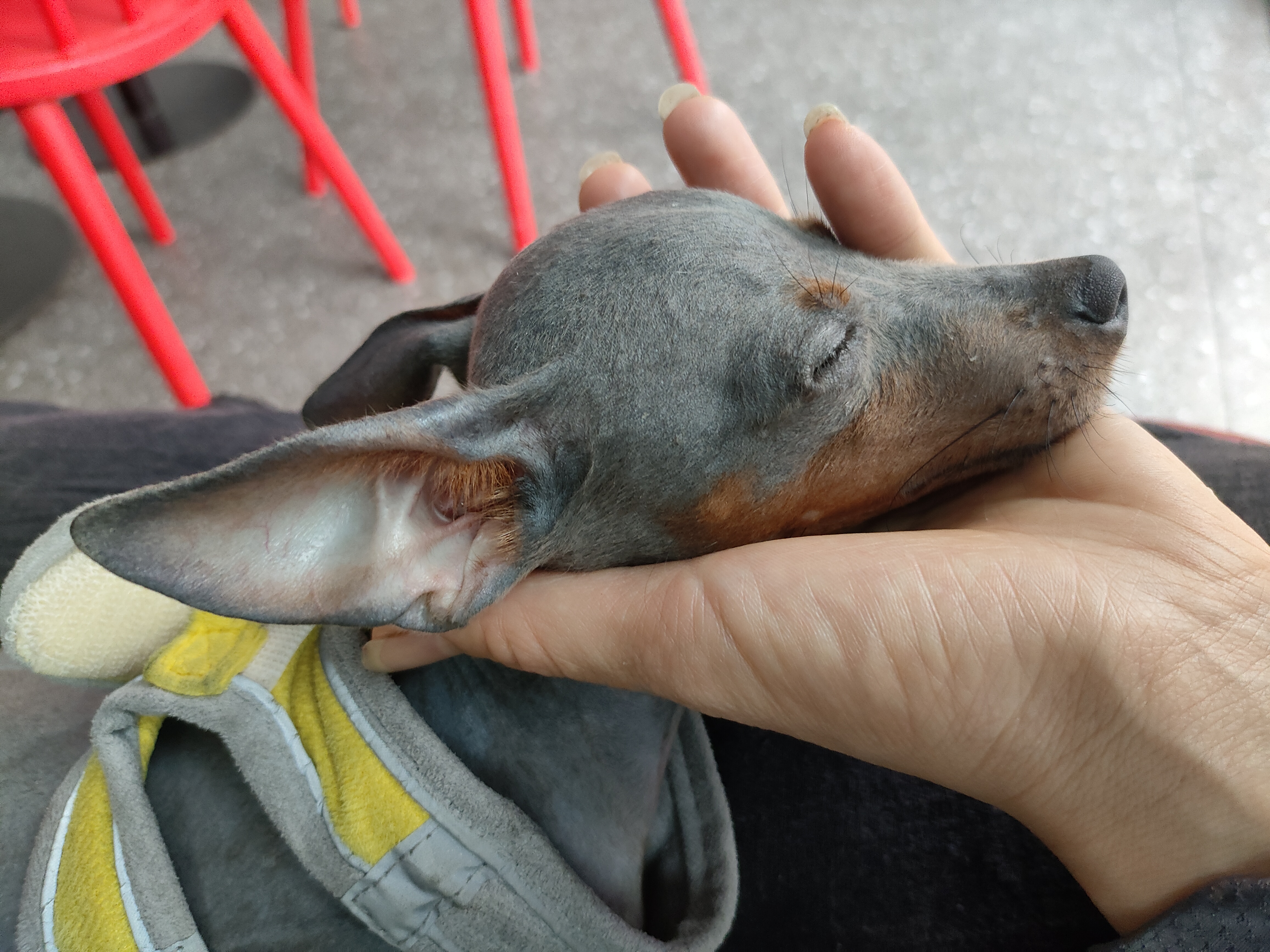 纯种小体小鹿犬蓝色精品，不到5斤。种公级别
